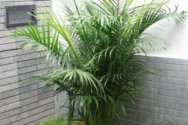 鳳尾竹開花了怎麼處理