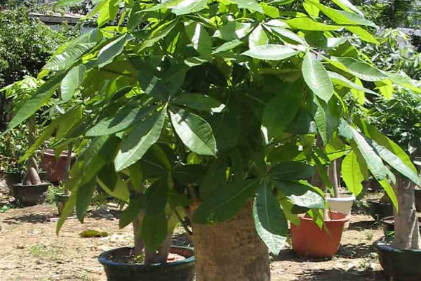 富貴樹鋸頭後怎麼處理