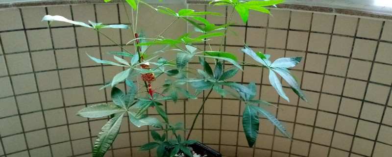 富貴樹鋸頭後怎麼處理