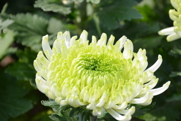 剛移栽的菊花怎麼護理