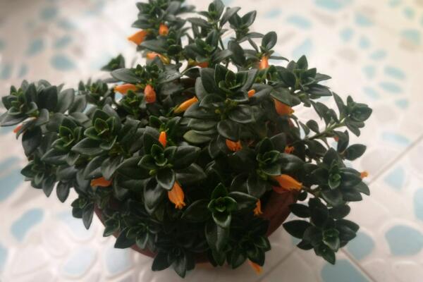 金魚吊蘭為什麼落葉子