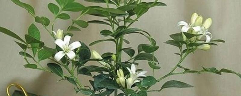 九裏香和風車茉莉的區別