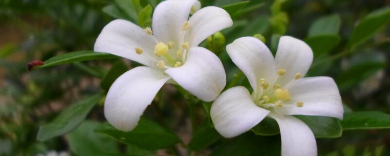 九裏香開花如何授粉