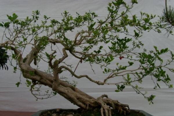 九裏香開花如何授粉