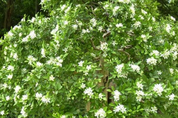 九裏香開花如何授粉