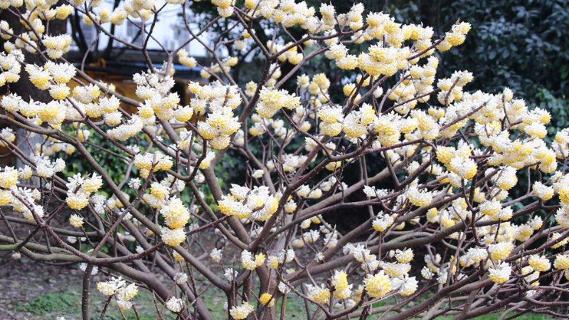 結香花葉子發黃怎麼辦