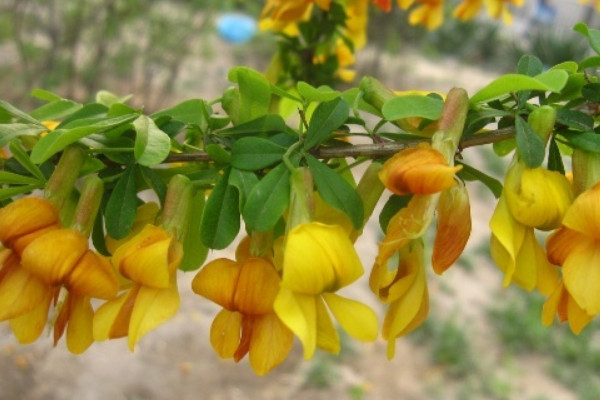 黃金雀花怎麼養
