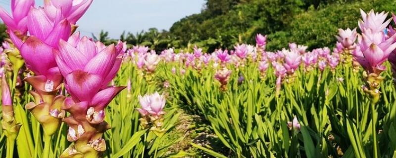 薑荷花花苞幹枯是什麼原因