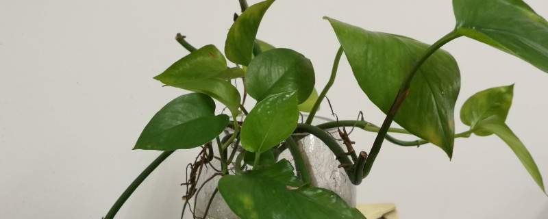 綠蘿缺營養怎麼辦