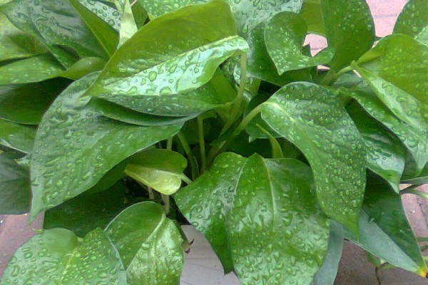 綠蘿缺營養怎麼辦