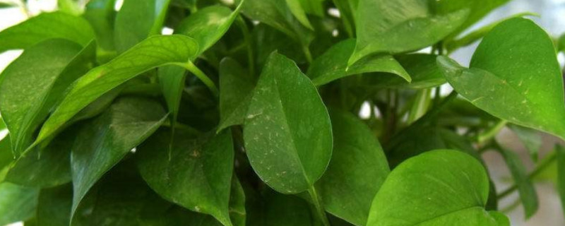 綠蘿施肥過多怎麼補救