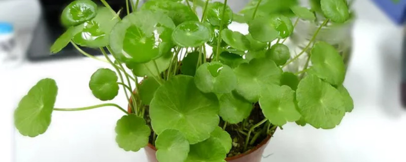 香菇草怎麼移植