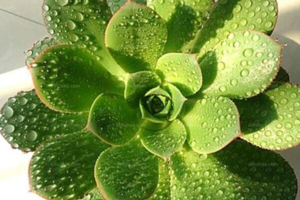 蓮花掌怎麼修剪