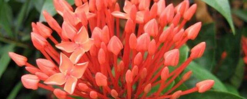 龍船花花期過後怎樣養護