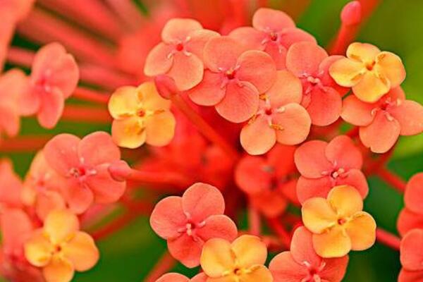 龍船花花期過後怎樣養護
