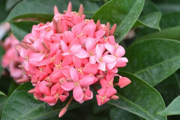 龍船花秋季怎麼養護