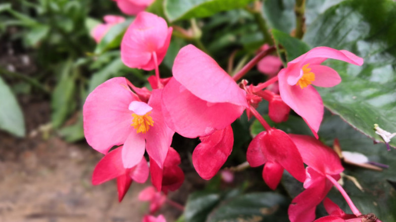 四季海棠開完花後修剪
