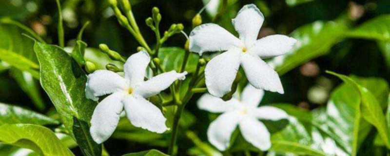 風車茉莉怎麼養成花牆