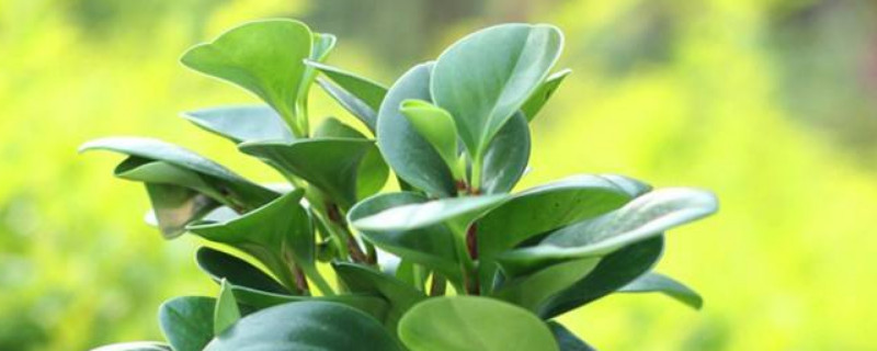 綠植碧玉怎麼種植
