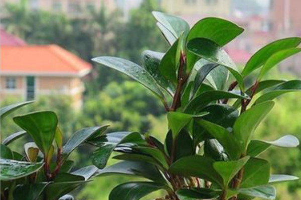 綠植碧玉怎麼種植