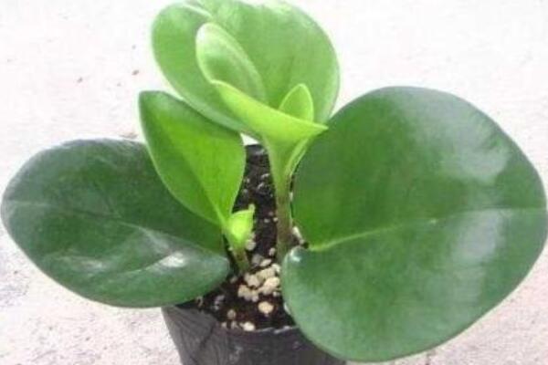 碧玉花怎麼澆水