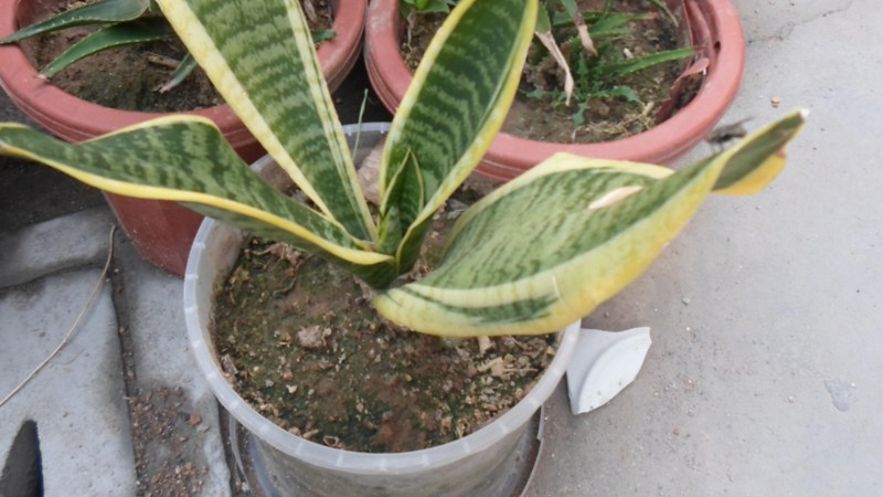 虎皮蘭焉了怎麼處理