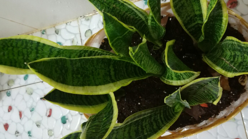 怎麼讓虎皮蘭長出金邊