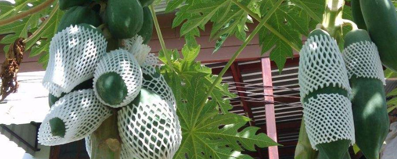 木瓜樹怎麼樣澆水