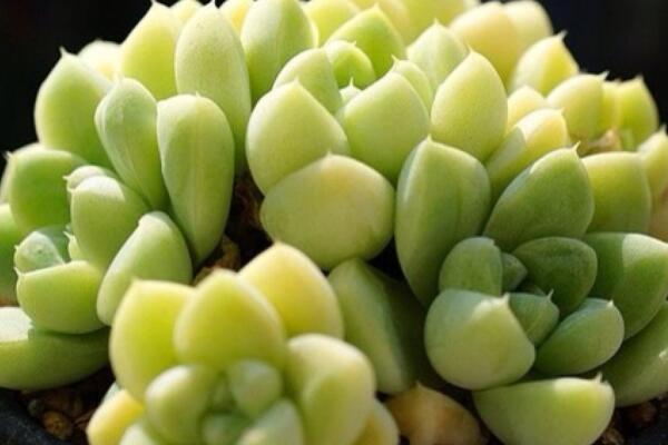 多肉徒長了怎麼控回來