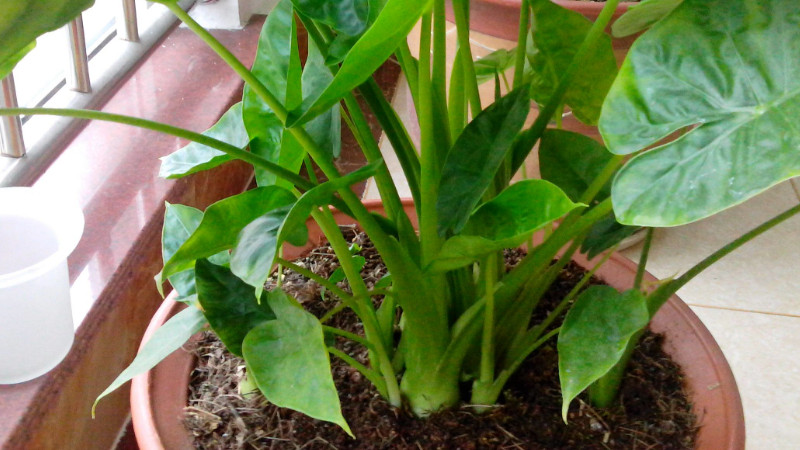 滴水觀音不發芽怎麼辦