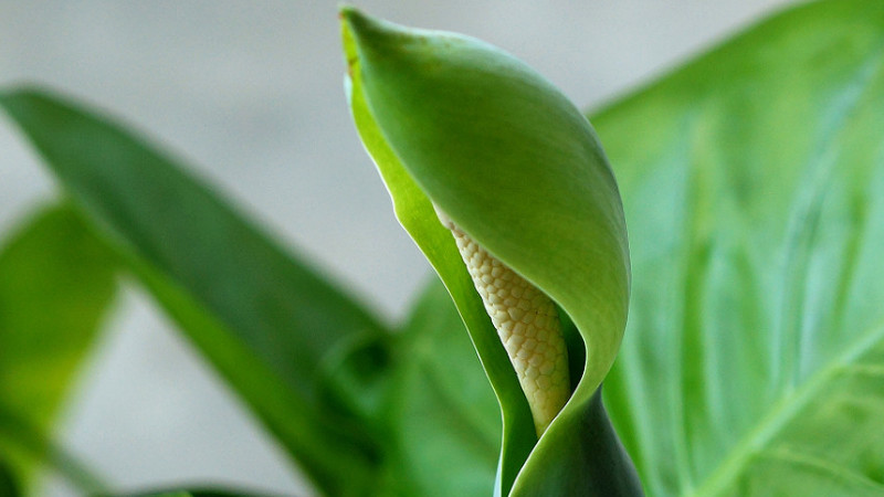 滴水觀音開花怎麼處理