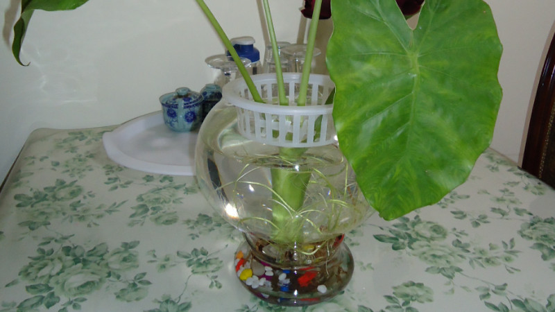 滴水觀音怎麼固定