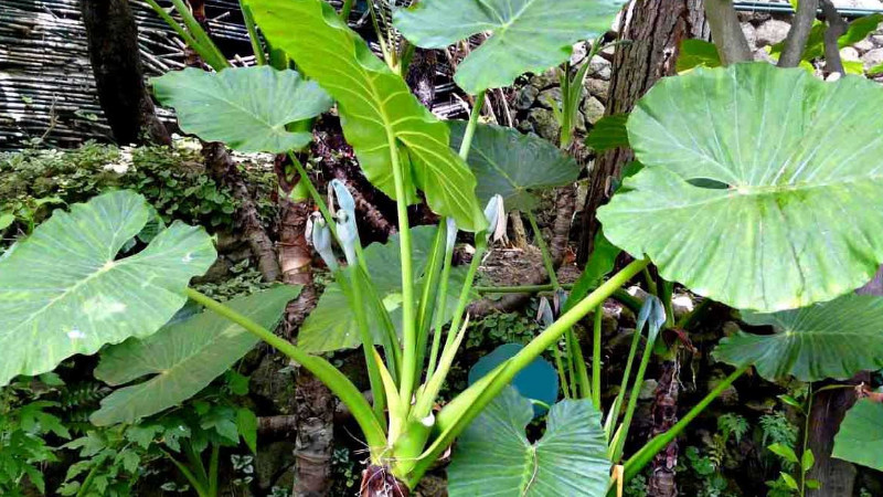 滴水觀音怎麼換盆
