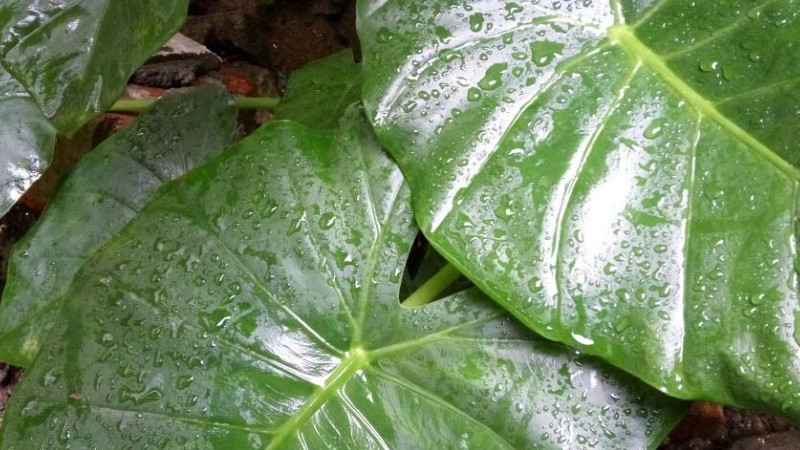 滴水觀音怎麼扡插