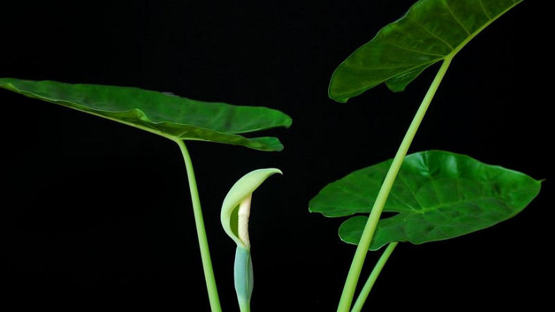 滴水觀音怎麼移植