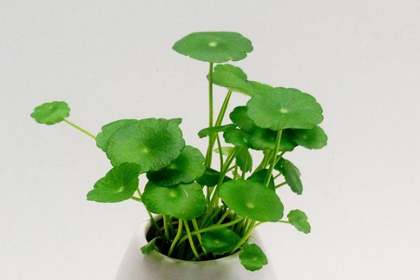 盆景冬天怎麼養護