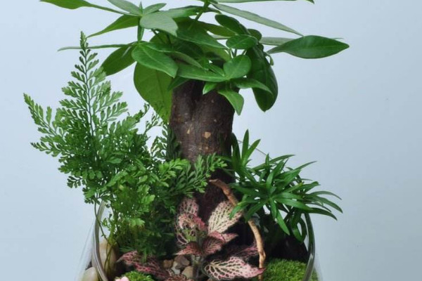 盆栽冬季怎麼防凍