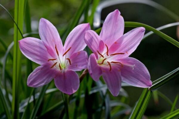 韭菜蘭不開花怎麼回事