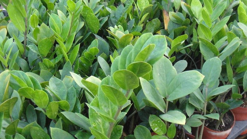 金錢樹根太多怎麼處理