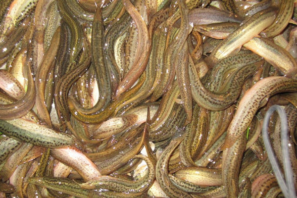 泥鰍飼養與繁殖