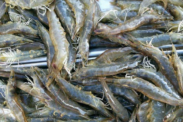 怎麼看蝦是否缺氧