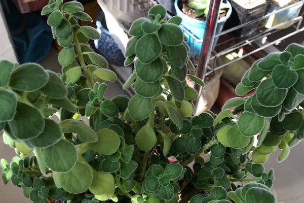碰碰香葉子怎麼肥大