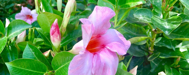 飄香藤澆水過多怎麼辦