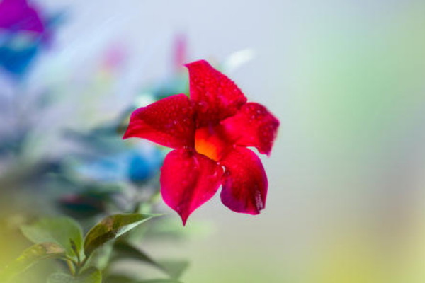 飄香藤為什麼不長花苞