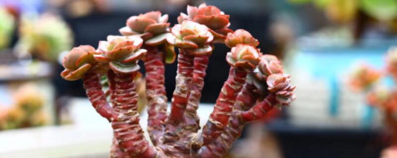 秀妍多肉怎麼爆盆