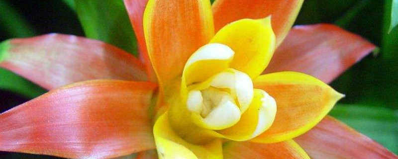 鴻運當頭開花後有種子嗎