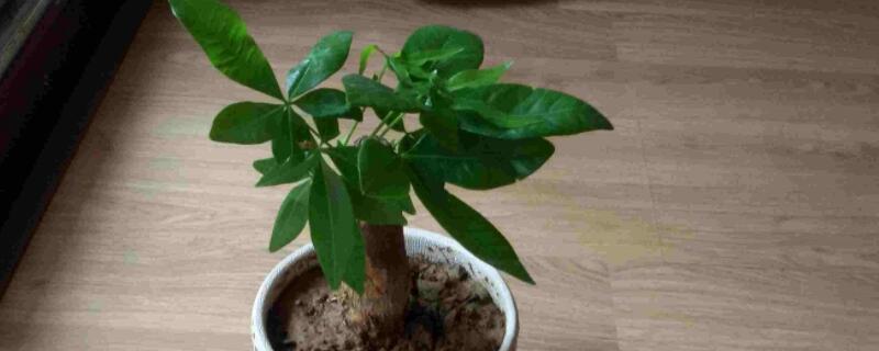 如何把小發財樹養大