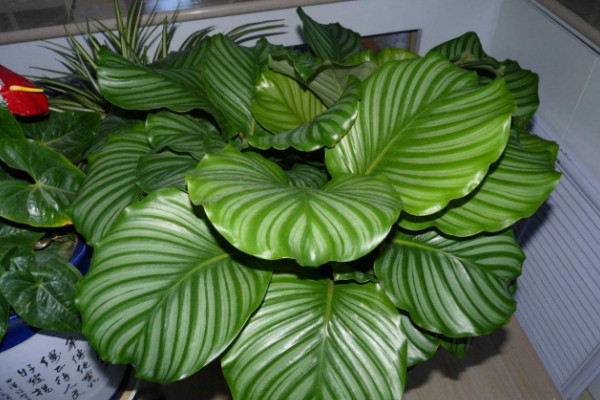 蘋果竹芋怎樣扡插