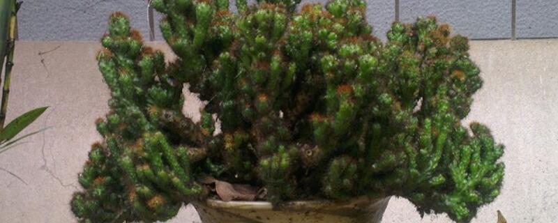 山影仙人掌怎麼修剪