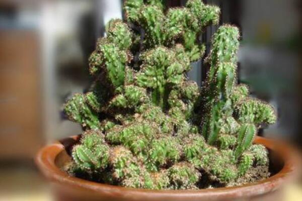 山影仙人掌怎麼修剪